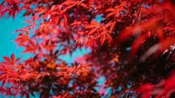 爱情岛论坛在线观看｜安全流畅追剧与社区互动指南